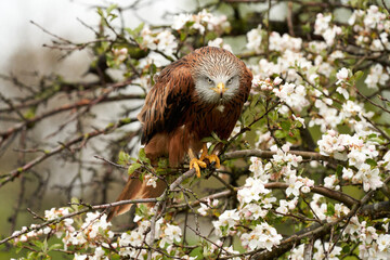 Red kite, sits on a fruit tree with white blossom. A lake in the background. Bird of prey looks straight into the camera