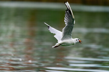seagull in flight