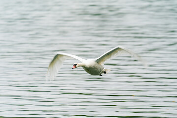 mute swan in flight