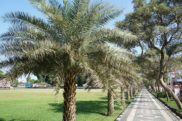 Obraz premium Dwarf date palm on nature