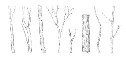 Tree branch engraving. Hand drawn forest twigs. Dry wood log and lumber rustic graphic templates. Natural winter or spring elements set. Vector black and white drawing plant trunks