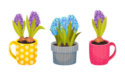 Beautiful hyacinth potted flowers set. Spring blloming bulbous plants in cute ceramic flowerpots vector illustration