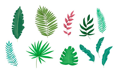 Tropics Plants Set Illustration Leaves Summer Exotic