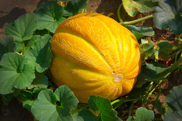 Yellow ripe melon growing in the garden against the background of green foliage.