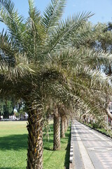 Obraz premium Dwarf date palm on nature