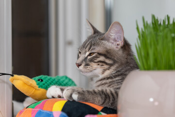 Tabby kitten 8