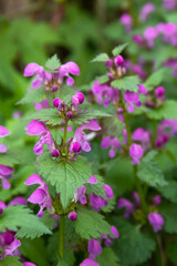 Lamium purpureum or dead nettle plant flowering in a forest