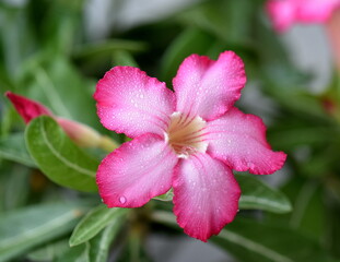pink adenium flower
