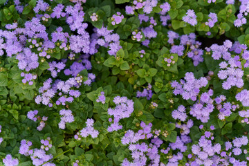 Obraz na płótnie Canvas Small violet flowers with green leaves growing in the garden natural background . High quality photo