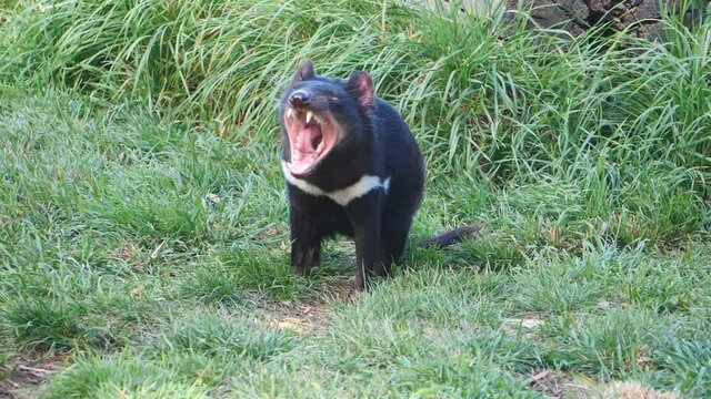 Tasmanian Devil in slow motion screaming