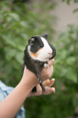 spotted guinea pig in the hands