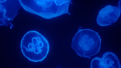 Naklejka premium Jellyfish in the Ocean Oceanarium Large Jellyfish Cluster