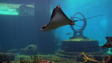 Stingray aquarium underwater electric Stingray