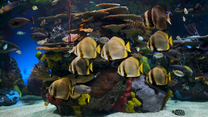 Fototapeta na wymiar Nature and sea Fish in a large aquarium element