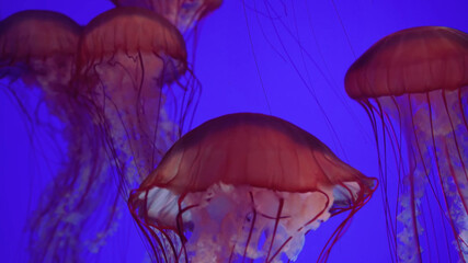 Jellyfish in the Ocean Oceanarium Large Jellyfish Cluster