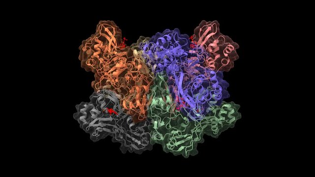 SARS-CoV-2 Nsp15,  a uridine specific endoribonuclease, with bound nucleotide uridine-5'-monophosphate (red), animated 3D cartoon and Gaussian surface models, chain id color scheme, based on PDB 7k0r