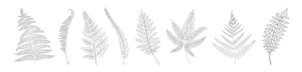 Hand drawn fern. Botanical forest plant silhouettes for print and texture. Natural detailed sketches collection. Bracken fronds. Leaves graphic template. Vector monochrome elements set