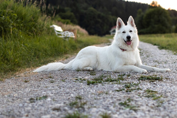 Naklejka na ściany i meble White Swiss Shepherd Dog outdoor portrait in nature.