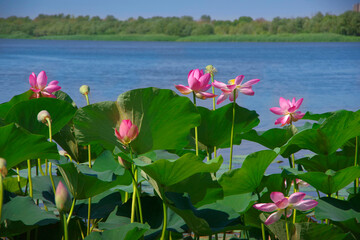 Lotus fields in the Volga delta in the Astrakhan region.