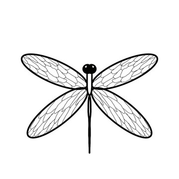 Dragonfly illustration doodle black line 