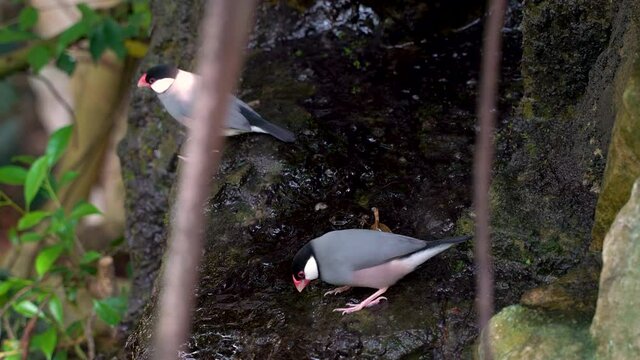 Small Java Sparrows or Java finches at stone waterfalls