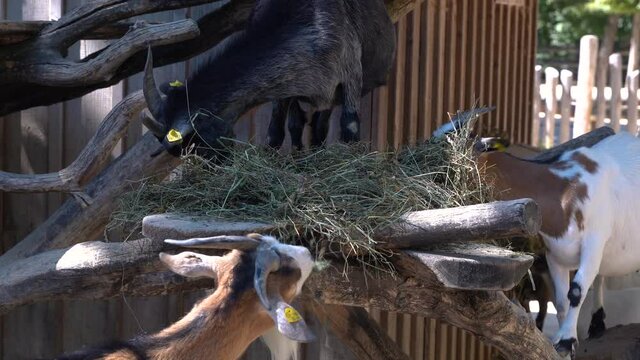 Handheld view of multiple goats on farm eating dried straw