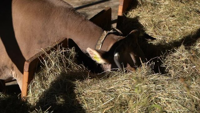 Medium shot of brown cattle cow eating dried straw on farm