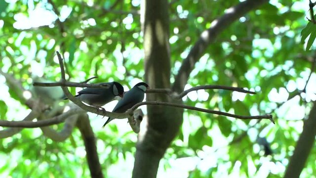 Two Java Sparrows or Finches sitting on branch inside tree - SLOW MOTION