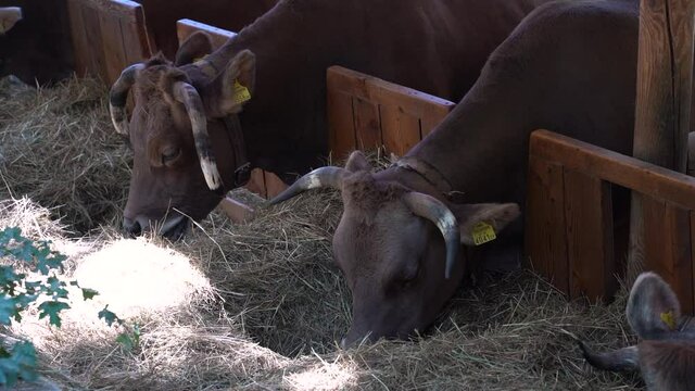 Multiple cattle cows eating dried grass next to each other in farm setting