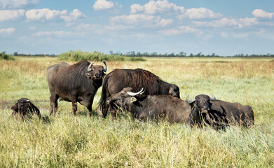 View of buffalos in the rest