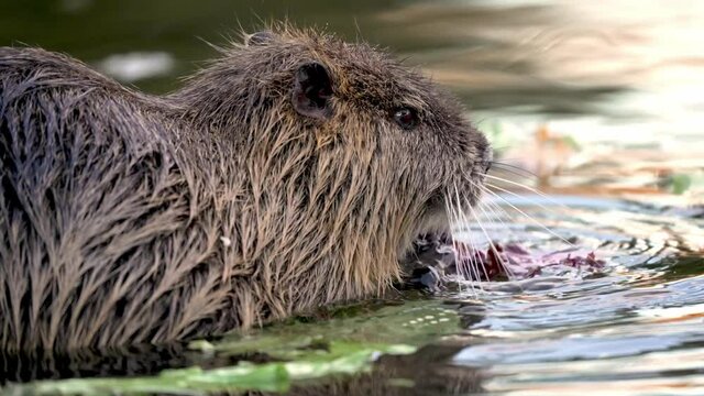 Wet Nutria eating freshwater-plant with both hands in shallow water; close-up static shot
