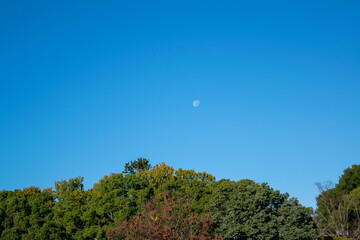 Obraz premium 秋晴れの空に月