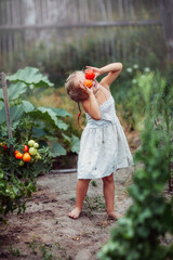 a girl collects tomatoes, tomatoes on a bush, a harvest in the garden, a young gardener, summer in the village