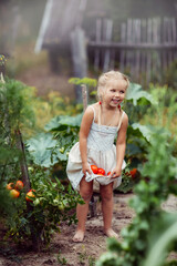 a girl collects tomatoes, tomatoes on a bush, a harvest in the garden, a young gardener, summer in...