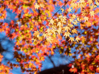 晩秋の紅葉