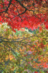 Multi Colour Leaves in the Autumn Forest, Beautiful Autumn Scene