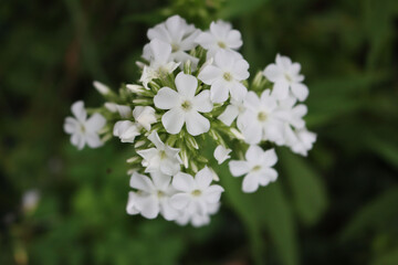 Phlox paniculata in bloom with white flowers on plant in the garden on summer