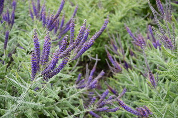 Closeup Amorpha canescens known as downy indigo bush with blurred background in summer garden