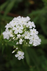 Obraz na płótnie Canvas Phlox paniculata in bloom with white flowers on plant in the garden on summer