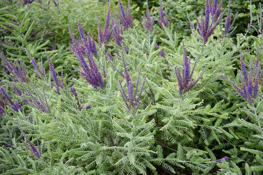 Closeup Amorpha canescens known as downy indigo bush with blurred background in summer garden