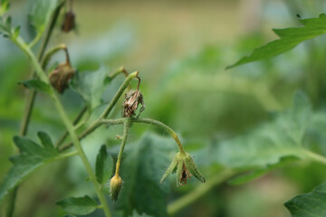 Close-up of dry tomato flowers on plant without pollination. Tomato plant in the vegetable garden