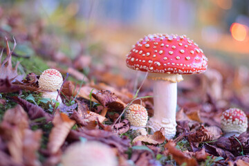 Amanita Muscaria Poisonous Mushroom Commonly Known as the Fly Agaric Grows in residential area