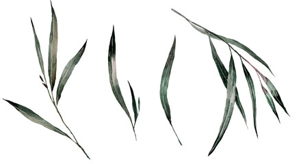 Watercolor set of eucalyptus leaves. Branches with green leaves.