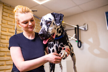 Positive female with glad expression and her dalmatian dog being satisfied in grooming spa ....