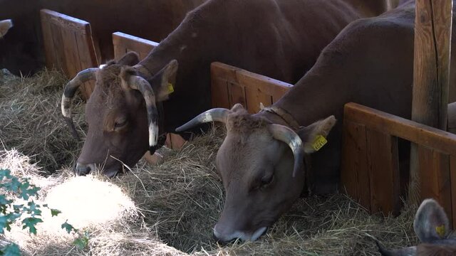 Side view of multiple brown cattle cows eating dried straw on farm