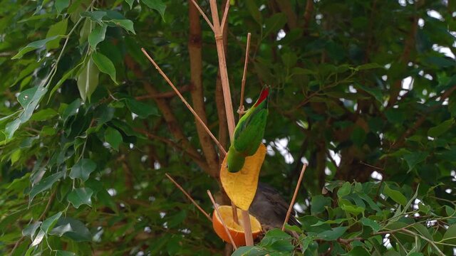 Beautiful B´blue-crowned hanging parrot (Loriculus Galgulus) eating fruit from tree