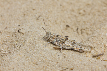 Grasshopper camouflaged on the sand with the same color.