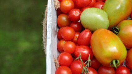 Cherry tomatoes with Roma Tomatoes on a grey background