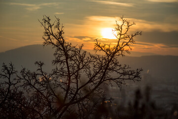 Fototapeta na wymiar A beautiful sunset on a background of trees.