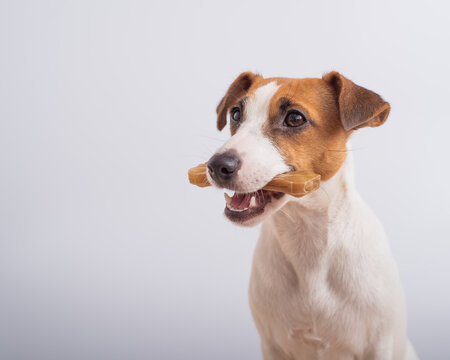Small dog holding a bone on a white background. Copy space